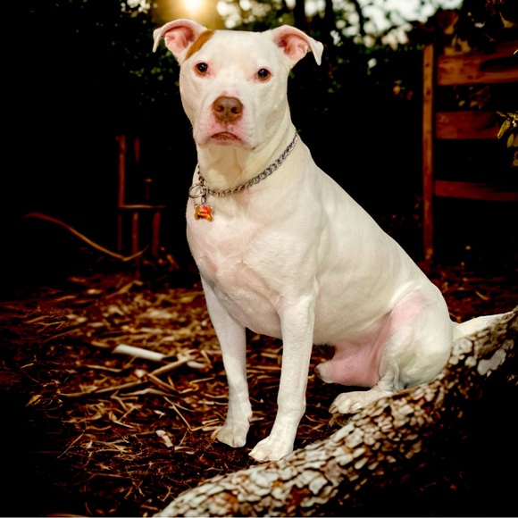 Other - Bones’ Birthday Marathon Celebration!! Sept. 27 @ 10:30 EST!!  *DO NOT BUY*